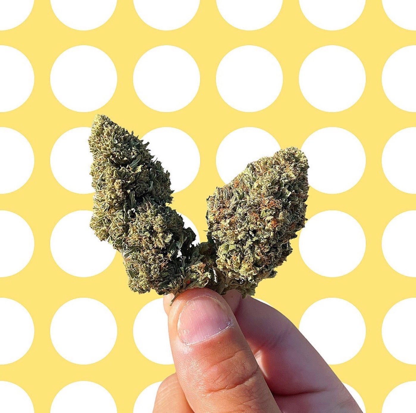 The Best Effects from CBD Hemp Flower